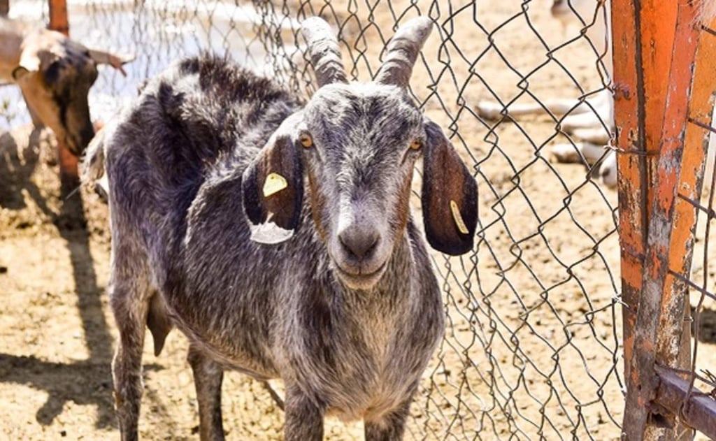 Reportan producción de 801 toneladas de carne de cabra en Durango