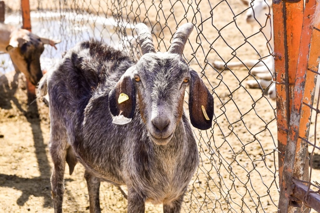Durango reporta 801 toneladas de carne de cabra