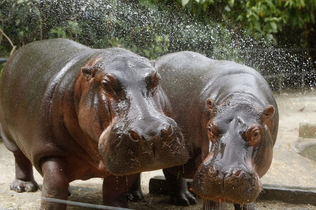 Hipopótamos de Bélgica contraen COVID