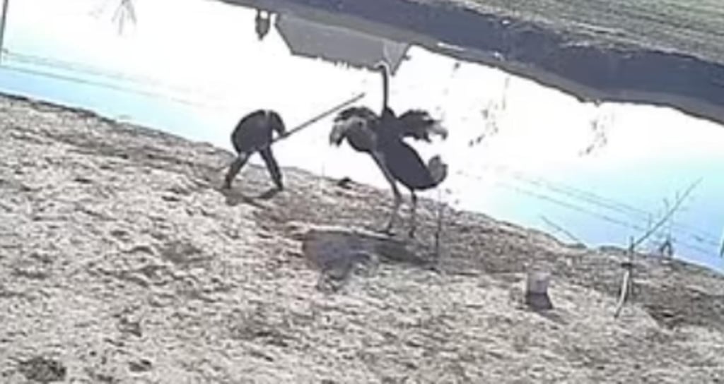 Hombre que irrumpió en propiedad privada para pescar es atacado por una avestruz