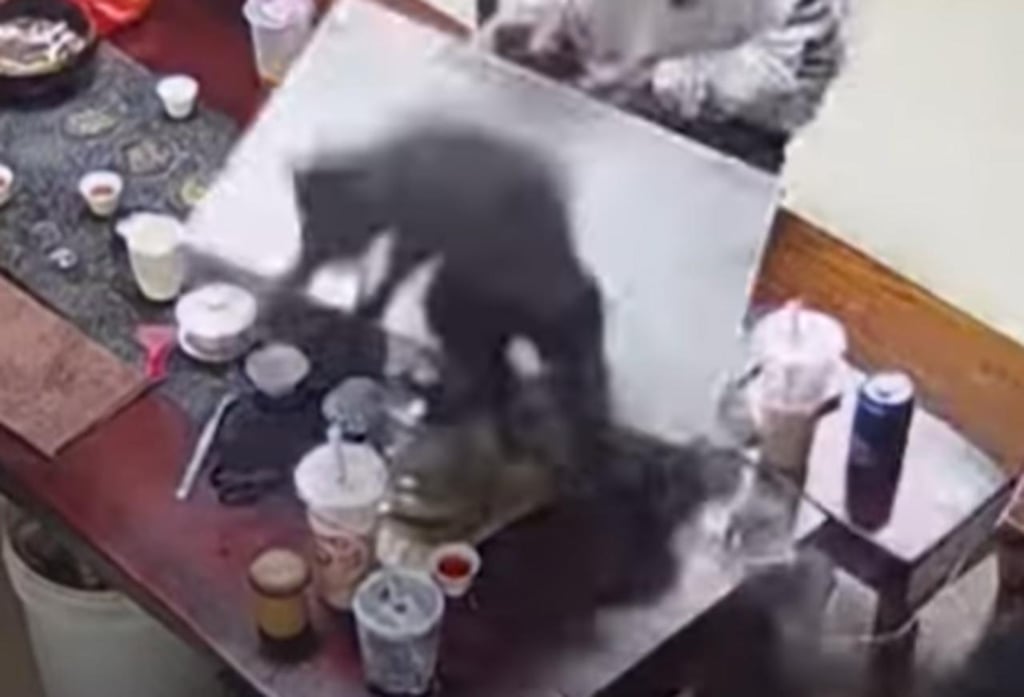 Gato cae desde el techo hacia una mesa y daña el celular de un hombre en el proceso
