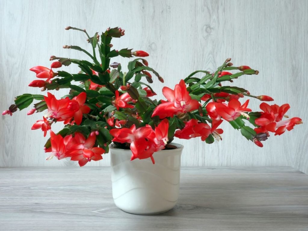 Cactus de Navidad