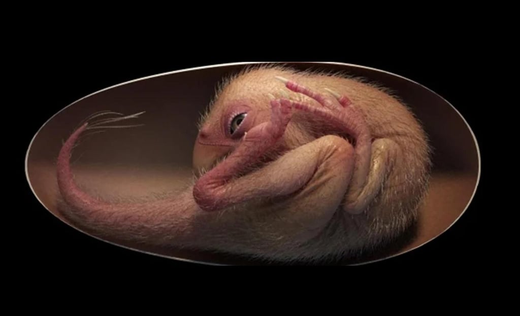 Encuentran huevo de dinosaurio fosilizado con un embrión en su interior