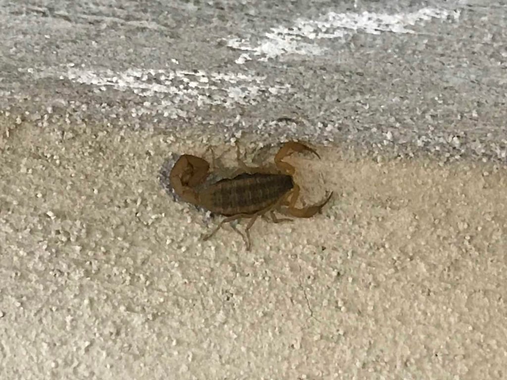 Cada semana, 195 atendidos por picadura de alacrán en Durango