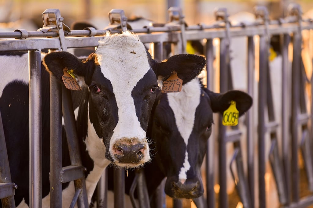 Rebasada, producción de leche de 2020