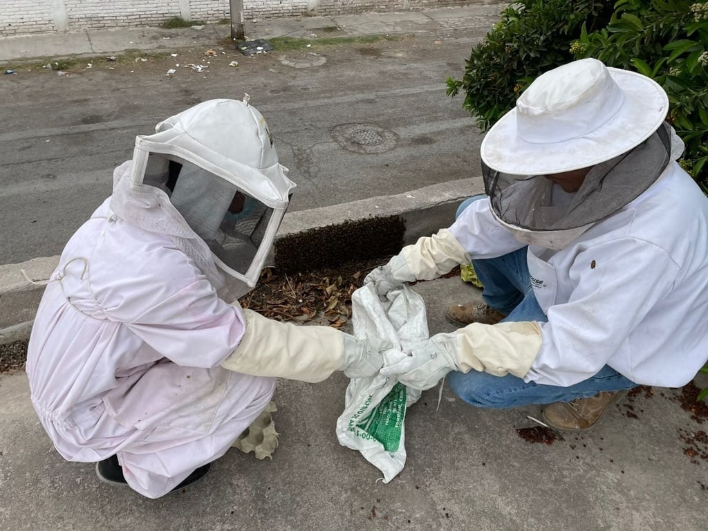Activo, programa para rescate de abejas en Gómez Palacio