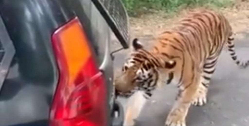 Tigre 'ataca' un auto lleno de turistas y le arranca el parachoques trasero