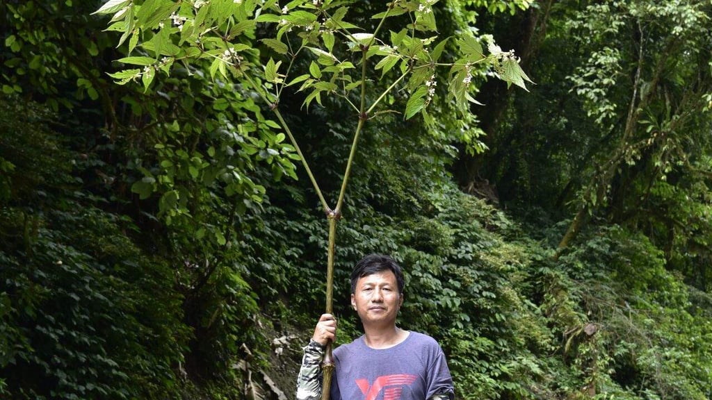 Expertos hallan la especie de begonia más alta del mundo en el Tíbet