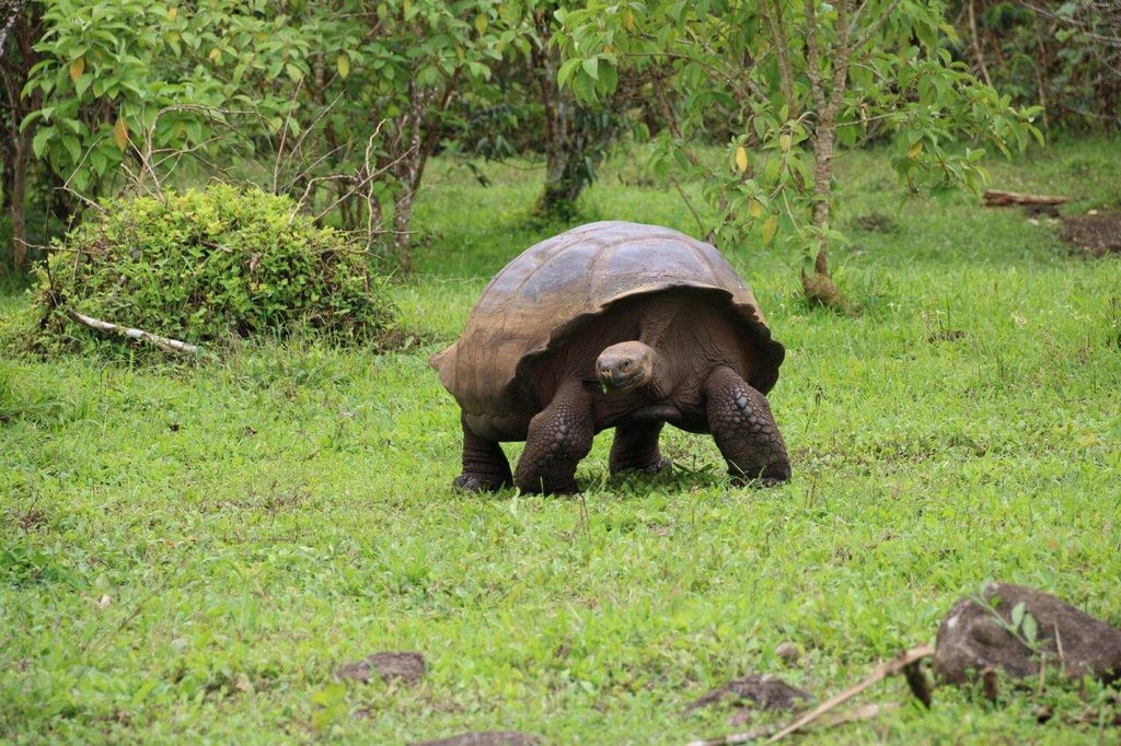 Científicos descubren cuatro nuevos virus en las tortugas gigantes de Galápagos