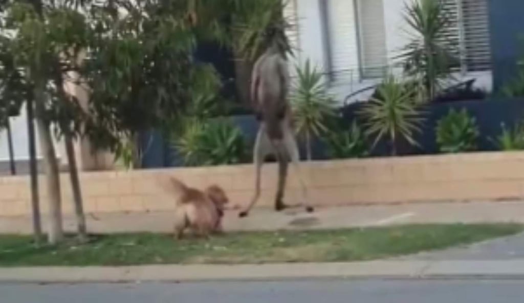 Perro y canguro se encaran y enfrentan en pleno suburbio australiano