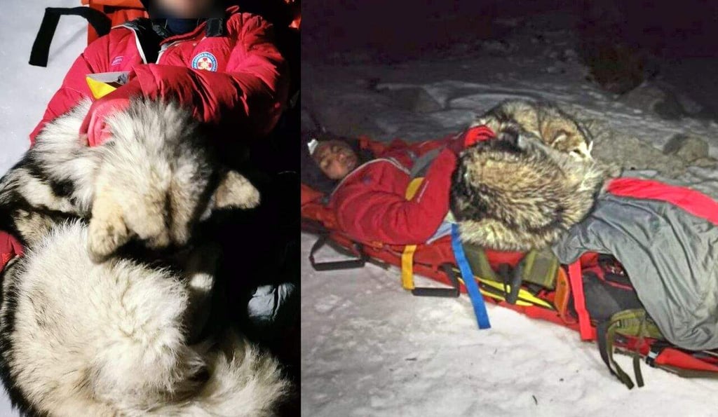 Perrito salva a excursionista de morir congelado; le dio calor por 13 horas con su cuerpo