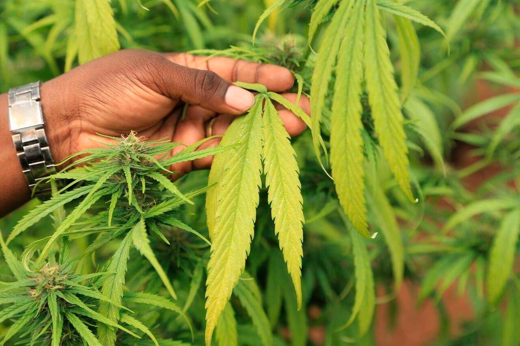 Congreso de Costa Rica legaliza el cannabis medicinal y el cáñamo industrial