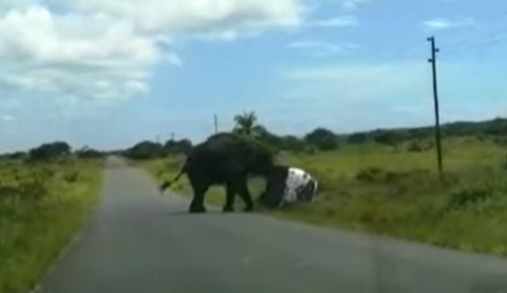 Elefante embiste y vuelca auto con una familia abordo en Sudáfrica