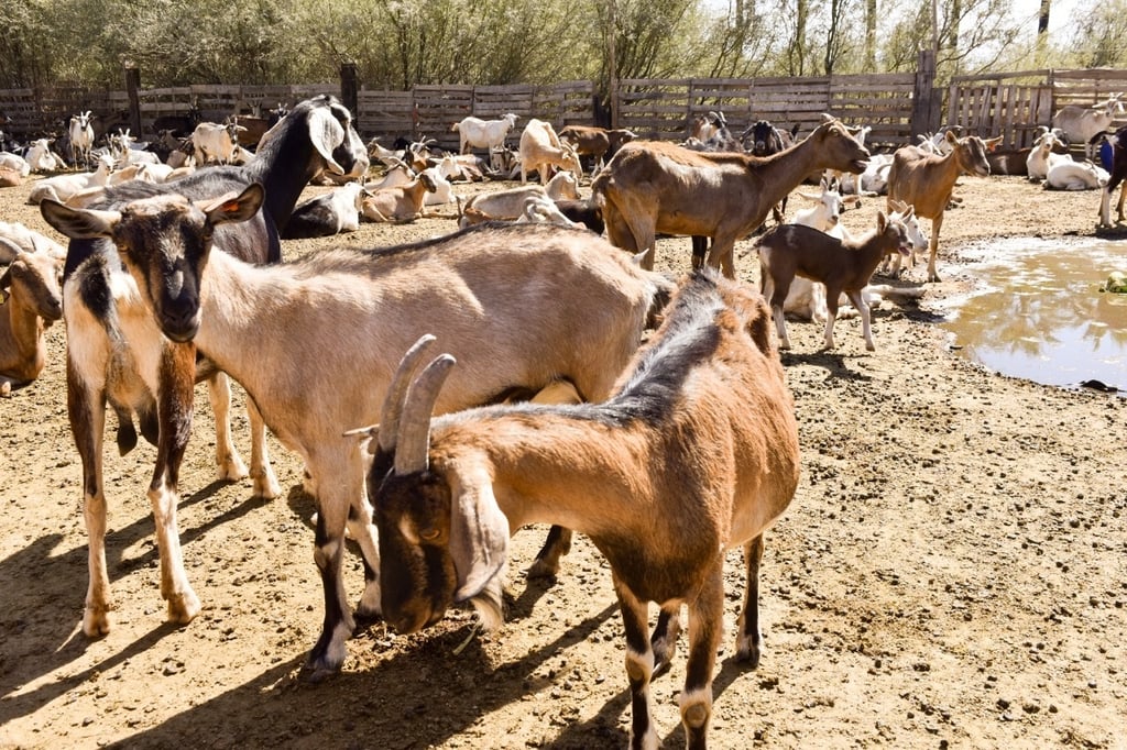 Durango es referente en leche de cabra