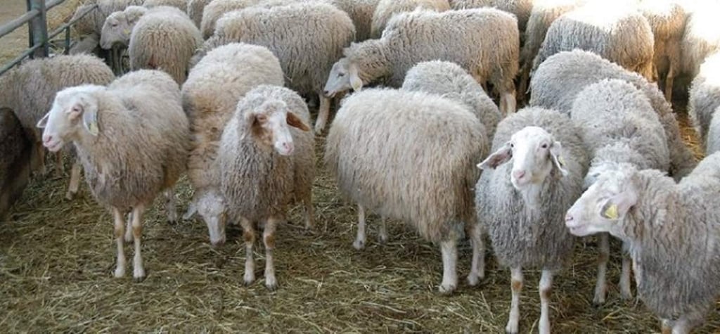 Durango reportó producción de 551 toneladas de carne de ovino en 2021