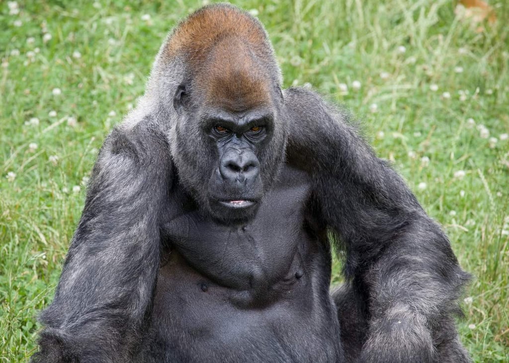 Muere a los 61 años Ozzie, el gorila macho más viejo del mundo