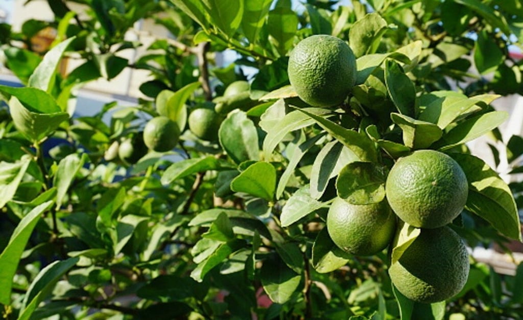 Árboles de limones, entre lo más vendido en Mercado Libre