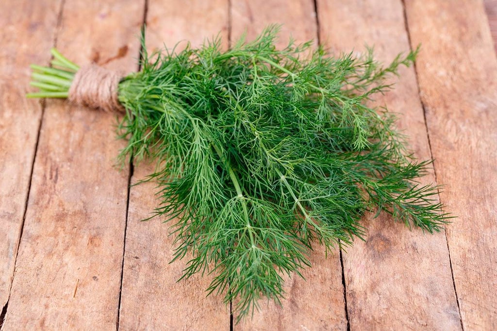¿Qué es el eneldo?