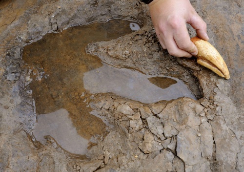 Descubren huellas de pterosaurios y dinosaurios en Coahuila