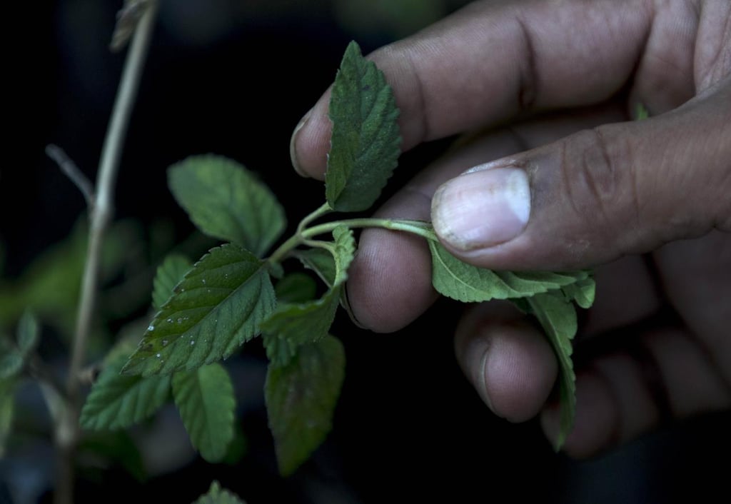 90% usa alguna planta medicinal