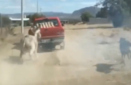 Influencer Difunde Video De Burro Siendo Arrastrado Por Una Camioneta