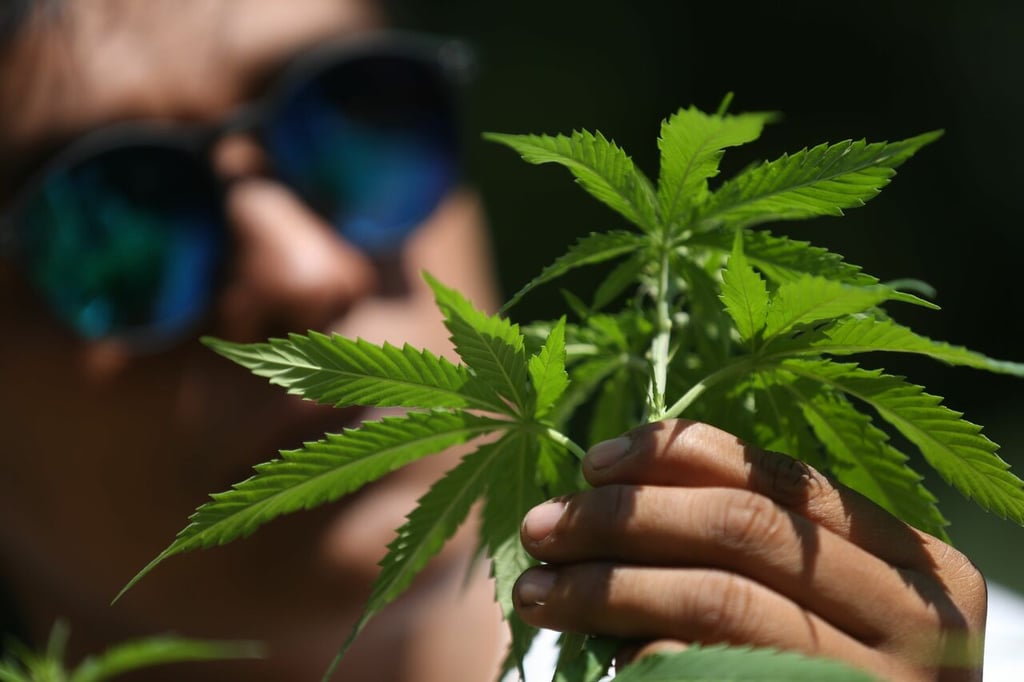 Comisión de Salud del Senado analizará dictamen sobre regulación de marihuana en México