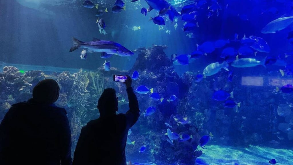 Mujer que murió en acuario Inbursa se trataba de una buzo certificada