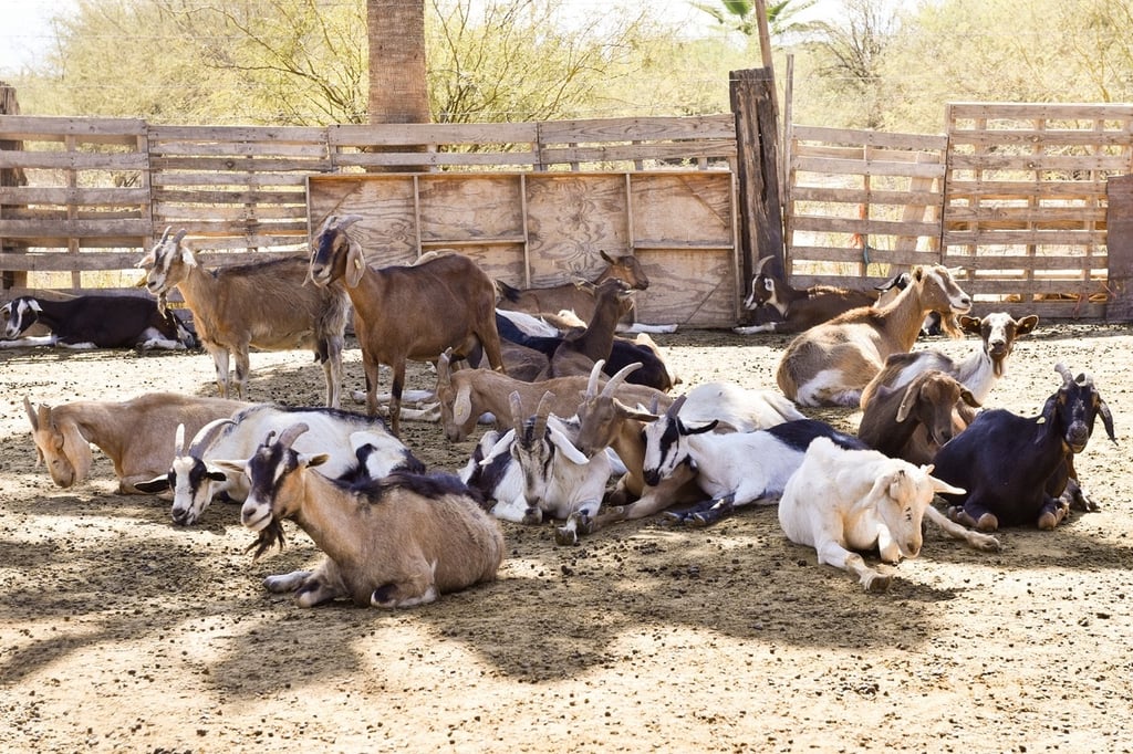 Producción de leche de cabra inicia bien en 2022
