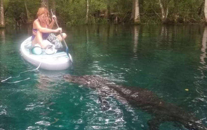 Caimán que se acercó demasiado a una turista en 'paddleboard' es sacrificado por las autoridades