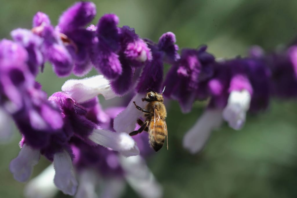 Innovaciones técnicas favorecen la protección de los insectos