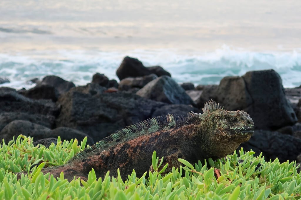 Galápagos quedan por cuarto año consecutivo libres de neumáticos usados