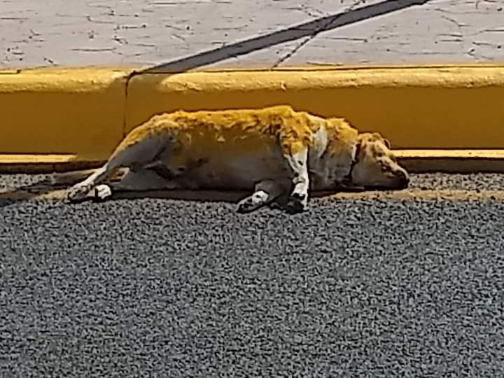 Trabajadores pintan de amarillo a perro muerto cerca de camellón en Lerdo