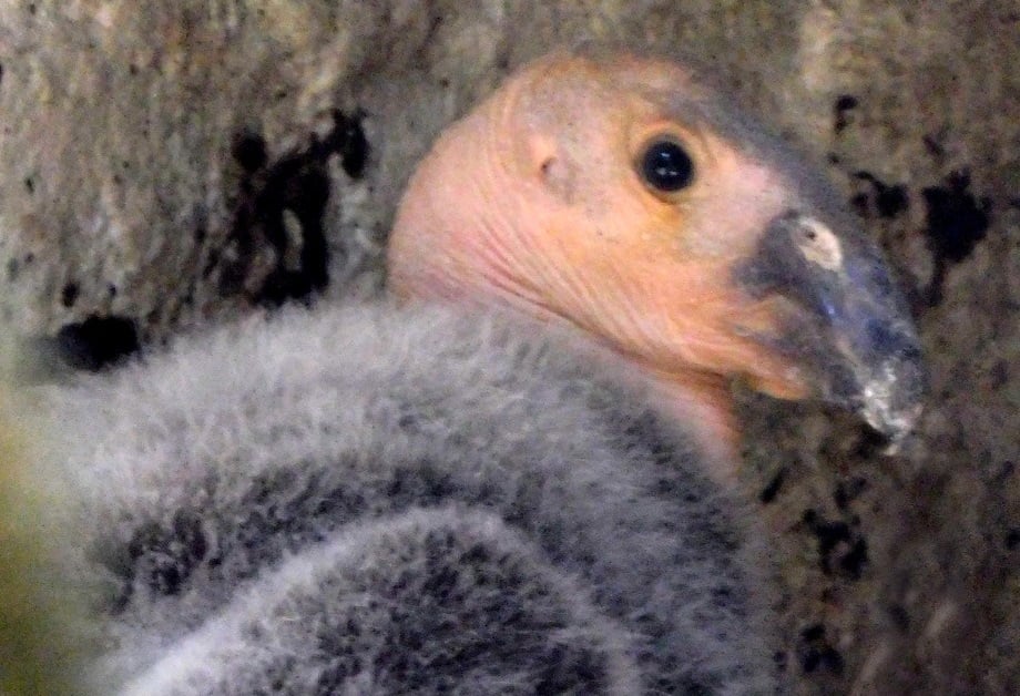 Cría de cóndor de California nace en zoológico de Chapultepec