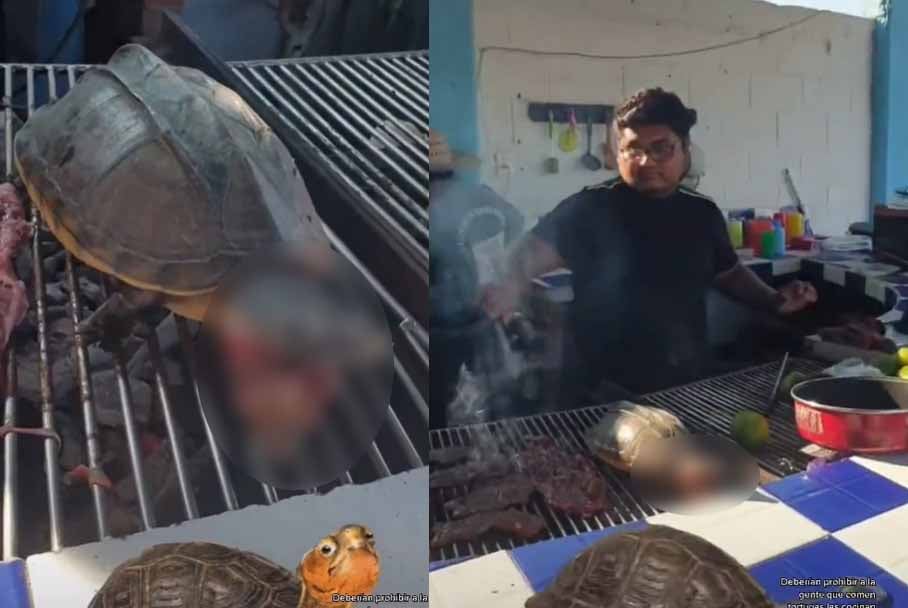 Indigna en redes video de tortuga viva siendo asada