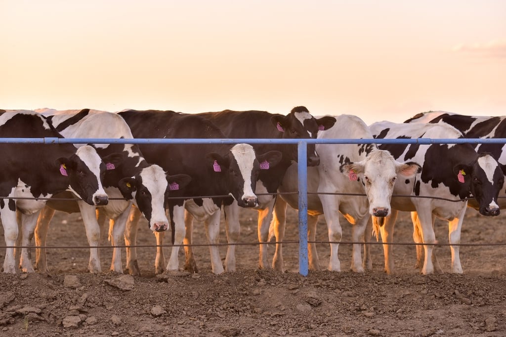 Durango, entre los mayores productores de leche de vaca