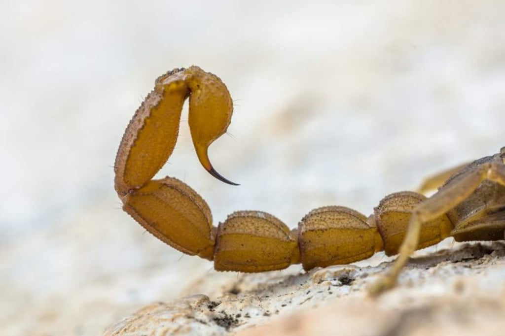 Reportan grave a niña de Durango tras ingerir un alacrán