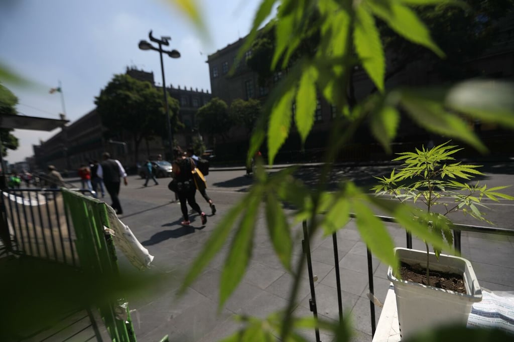 Senado mexicano construye modelo para regulación de cannabis