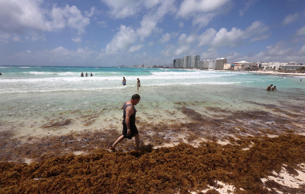 Sargazo llena playas de Cancún previo a Semana Santa