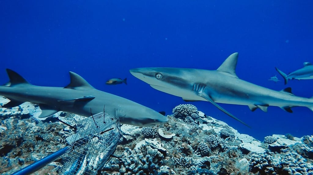 Las aguas oceánicas arrojan un nuevo tesoro: 5.500 nuevos virus de ARN