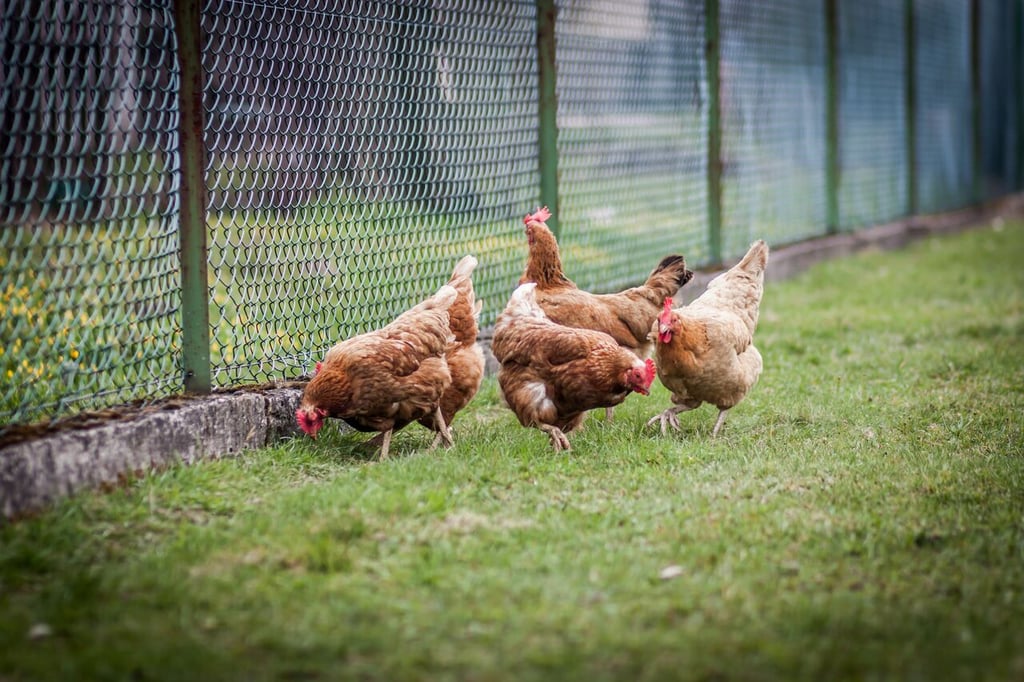 Apagón provoca la muerte de 30 mil pollos en Brasil
