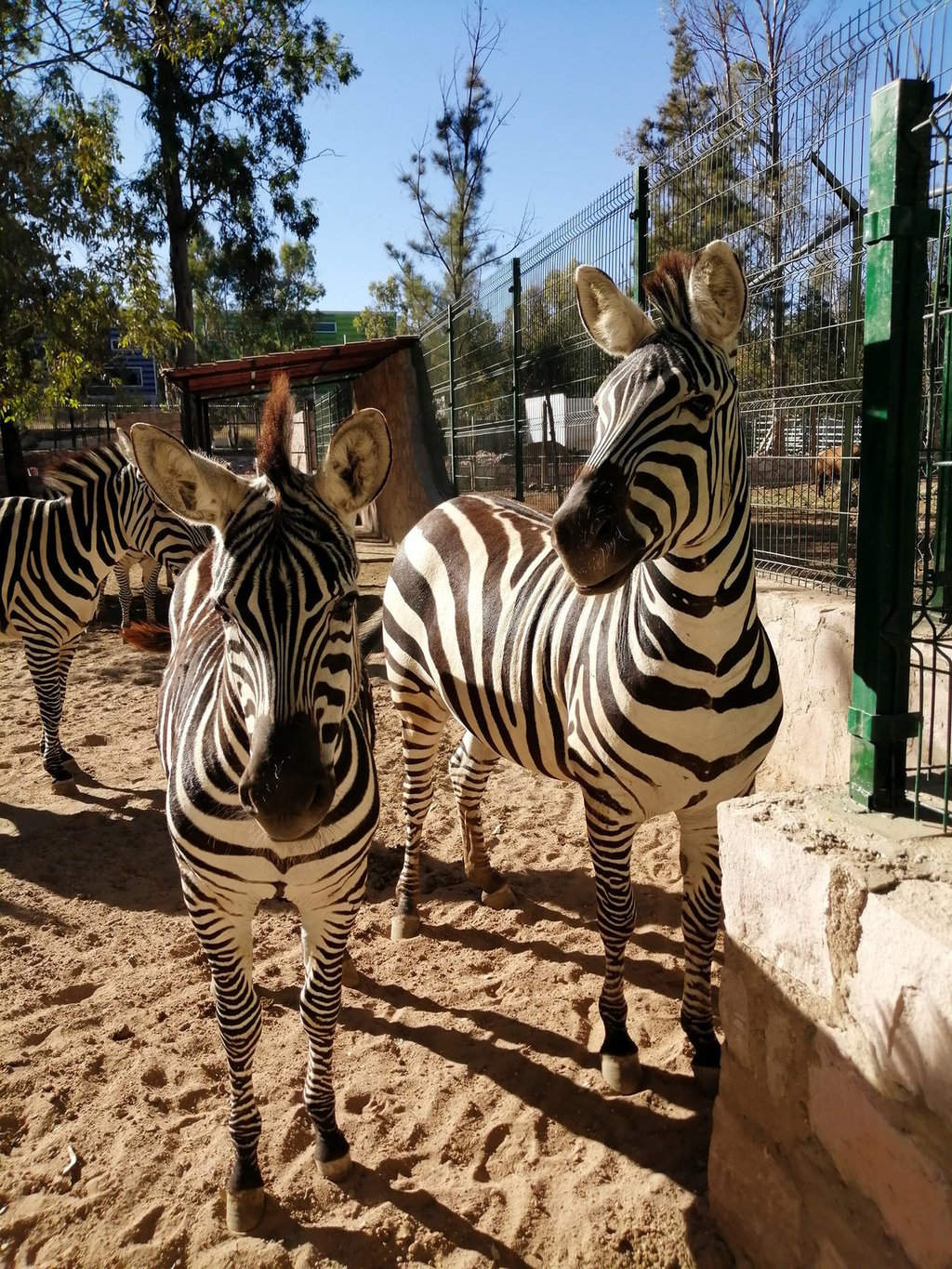 Zoológico Sahuatoba, una opción para estas vacaciones