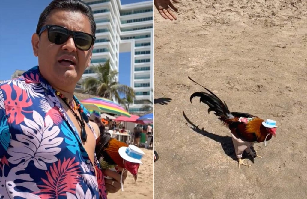 VIRAL: Hombre lleva a su gallo de vacaciones a Mazatlán