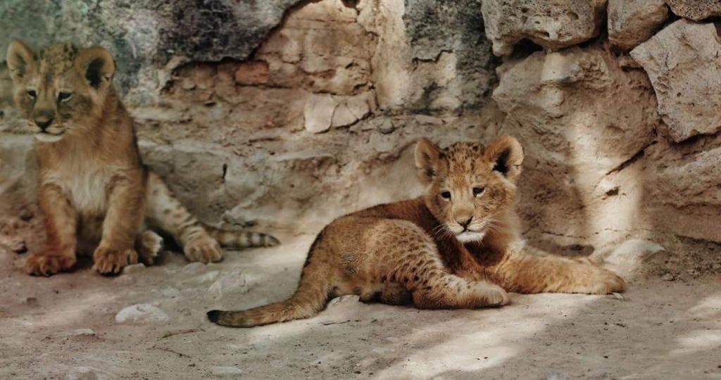 Presentan a leoncitos nacidos en el zoológico de Durango