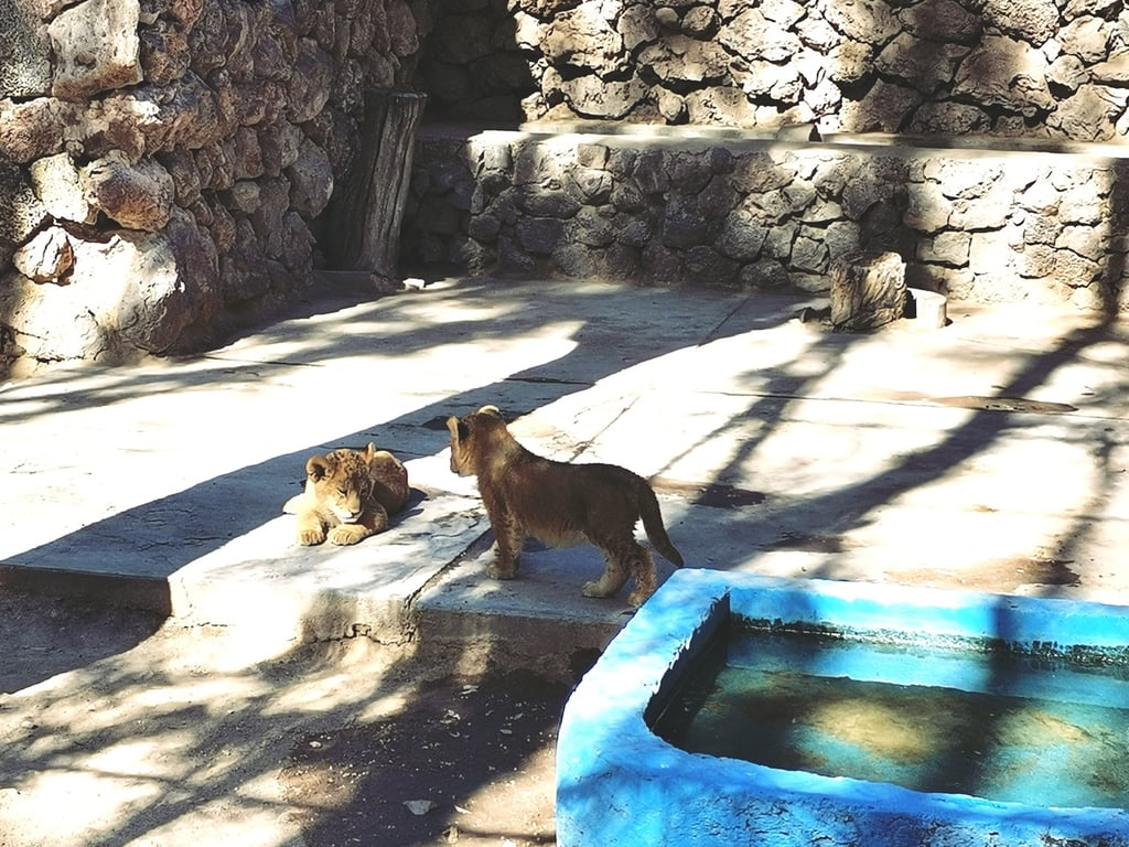 Zoológico Sahuatoba presentó a cuatro nuevos inquilinos; dos cachorros de león