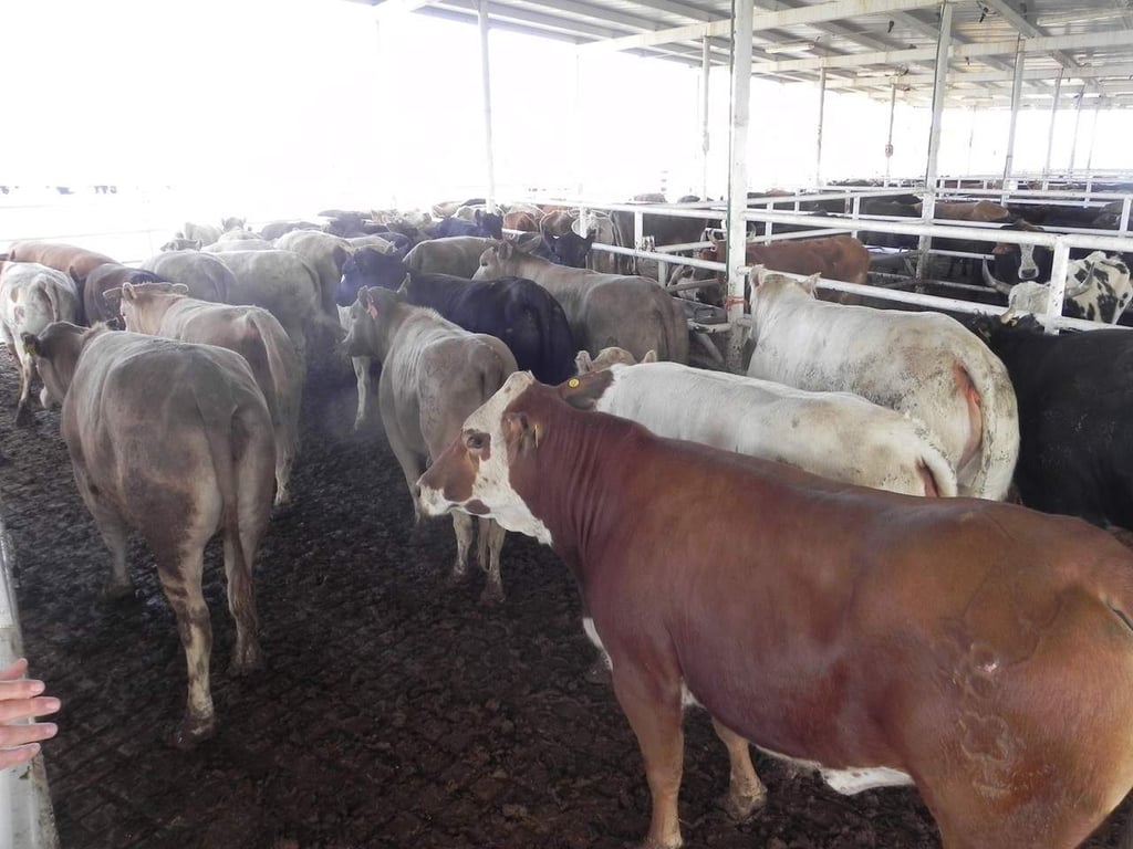 Durango reportó más de 28 mil toneladas de carne de bovino