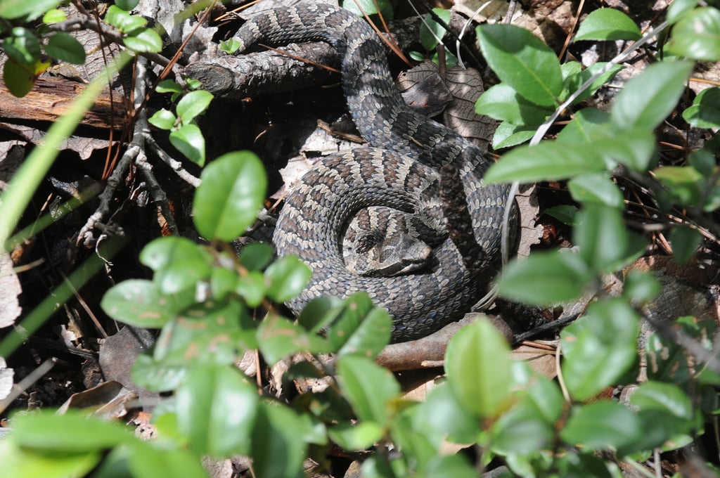 Van 5 ataques de serpientes en Durango