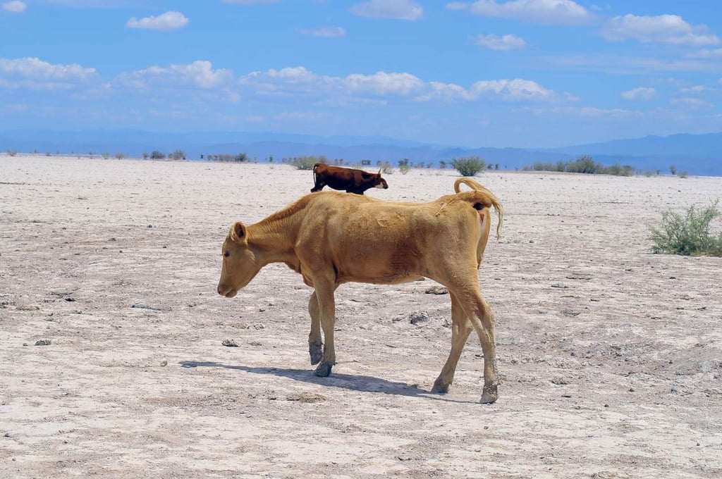 Sequía en Durango provocaría la muerte de 300 mil cabezas de ganado