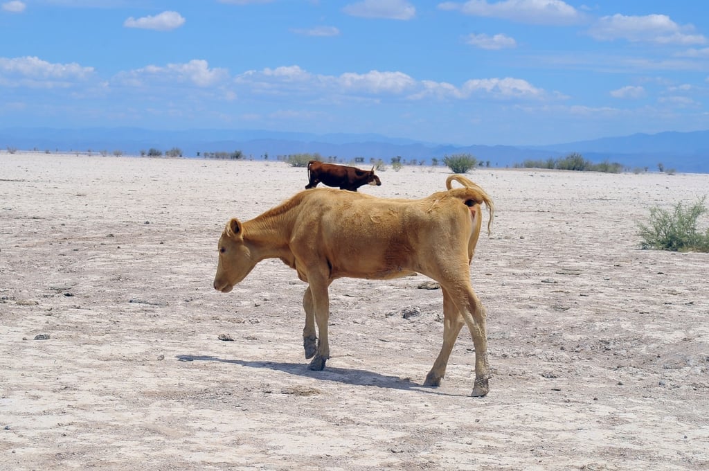 Hay 300 mil bovinos en riesgo por sequía en Durango