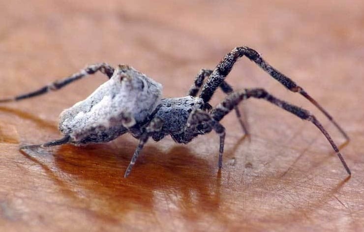¿Por qué las arañas macho huyen de sus parejas?