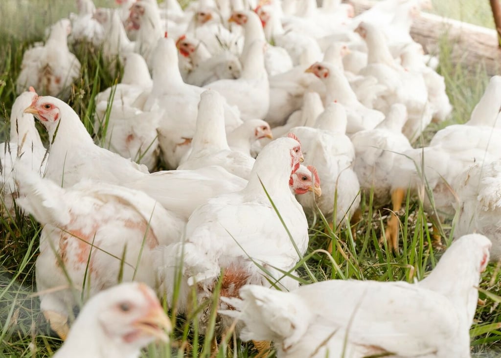 EUA detecta un caso de gripe aviar en Colorado